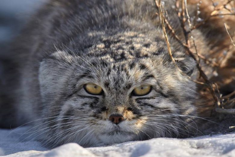 Большие кошки