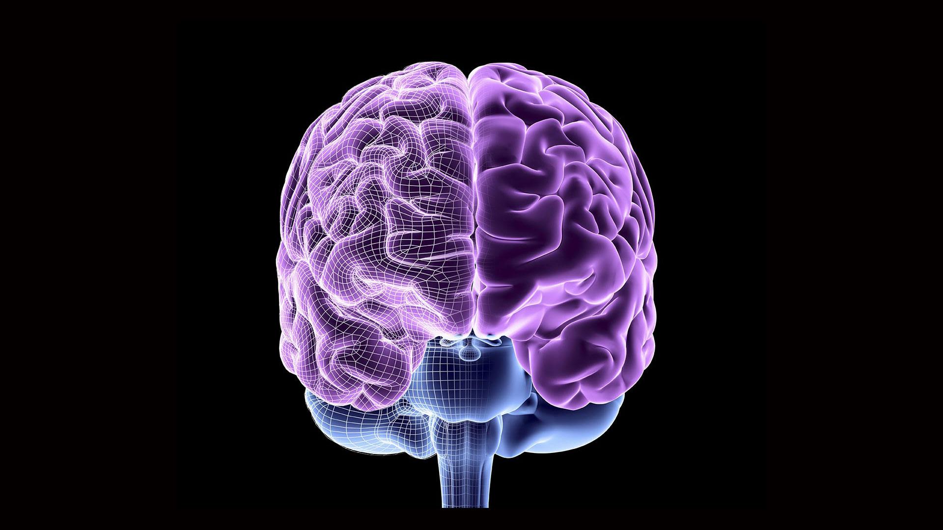 Brain 254. Головной мозг. Компьютерная модель мозга. Моделирование мозга.