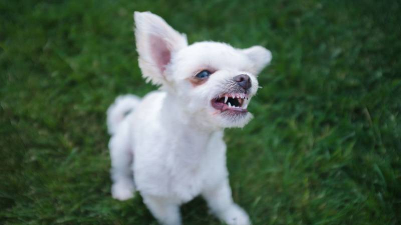 
Почему собаки бывают «кусачими», выяснили учёные из Финляндии                3