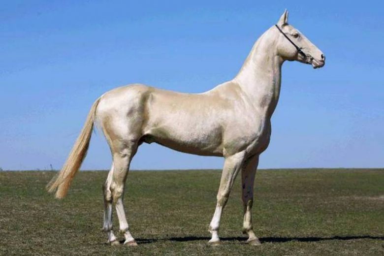 Предприниматель Сергей Ефимов: «Ахалтекинцы – самые красивые лошади!»