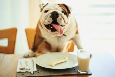 В России есть достойная замена иностранным кормам для животных