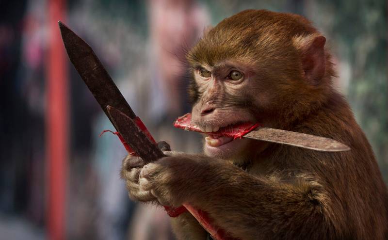 Не коронавирусом единым: миру угрожает новая пандемия обезьяньей оспы