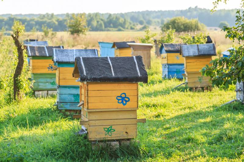 
Почему в праздник Зосимы и Саввы Пчельников 2 июля 2022 года нельзя трогать пчел и продавать мед                4