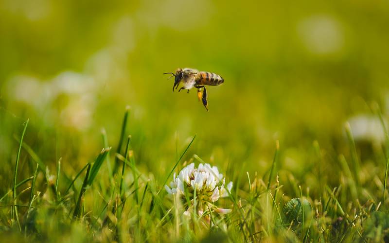 
Почему в праздник Зосимы и Саввы Пчельников 2 июля 2022 года нельзя трогать пчел и продавать мед                3