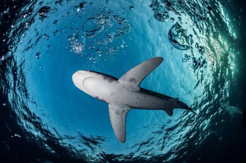 Есть ли акулы в черном море фото