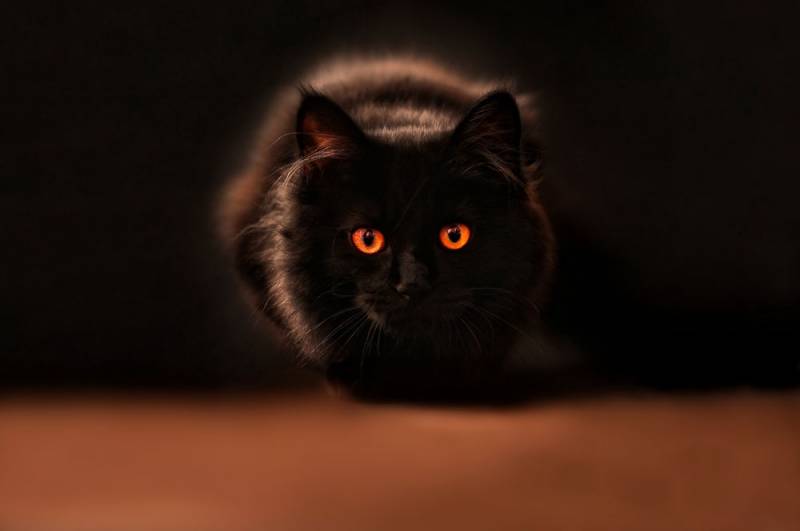 Почему у котов в темноте светятся глаза и как хорошо они видят ночью