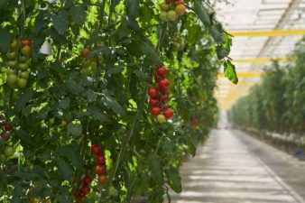 Овощи «РОСТа»: растут ли цены?