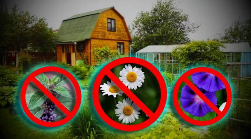 Мята, ромашка и одуванчик под запретом: новые правила для садоводов