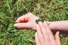какие растения заживляют раны